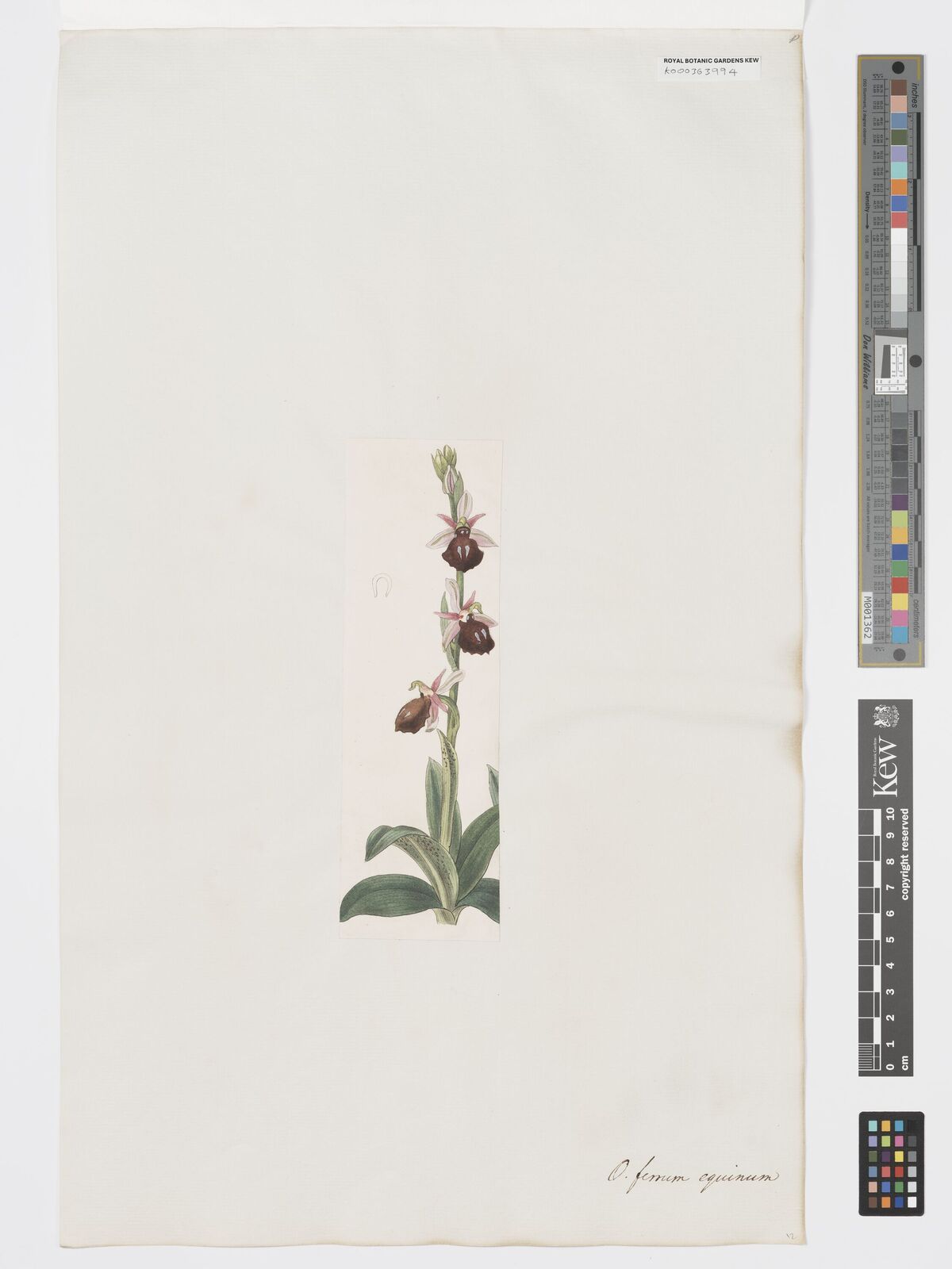 Kew Gardens K000363994:  s.coll. [s.n.]