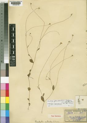 Kew Gardens K000306789:  Kassner, T. [2994] Congo, Democratic Republic of the