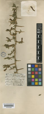 Kew Gardens K000585965:  Mathews [850] Peru