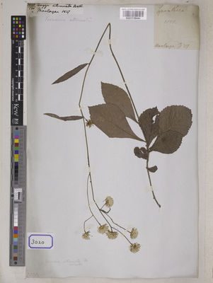 Kew Gardens K001118444:  Wallich, N. [Cat. no. 3020] Burma