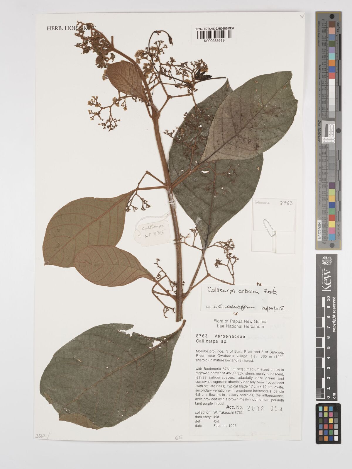 Kew Gardens K000939519:  Winit [1114] Thailand