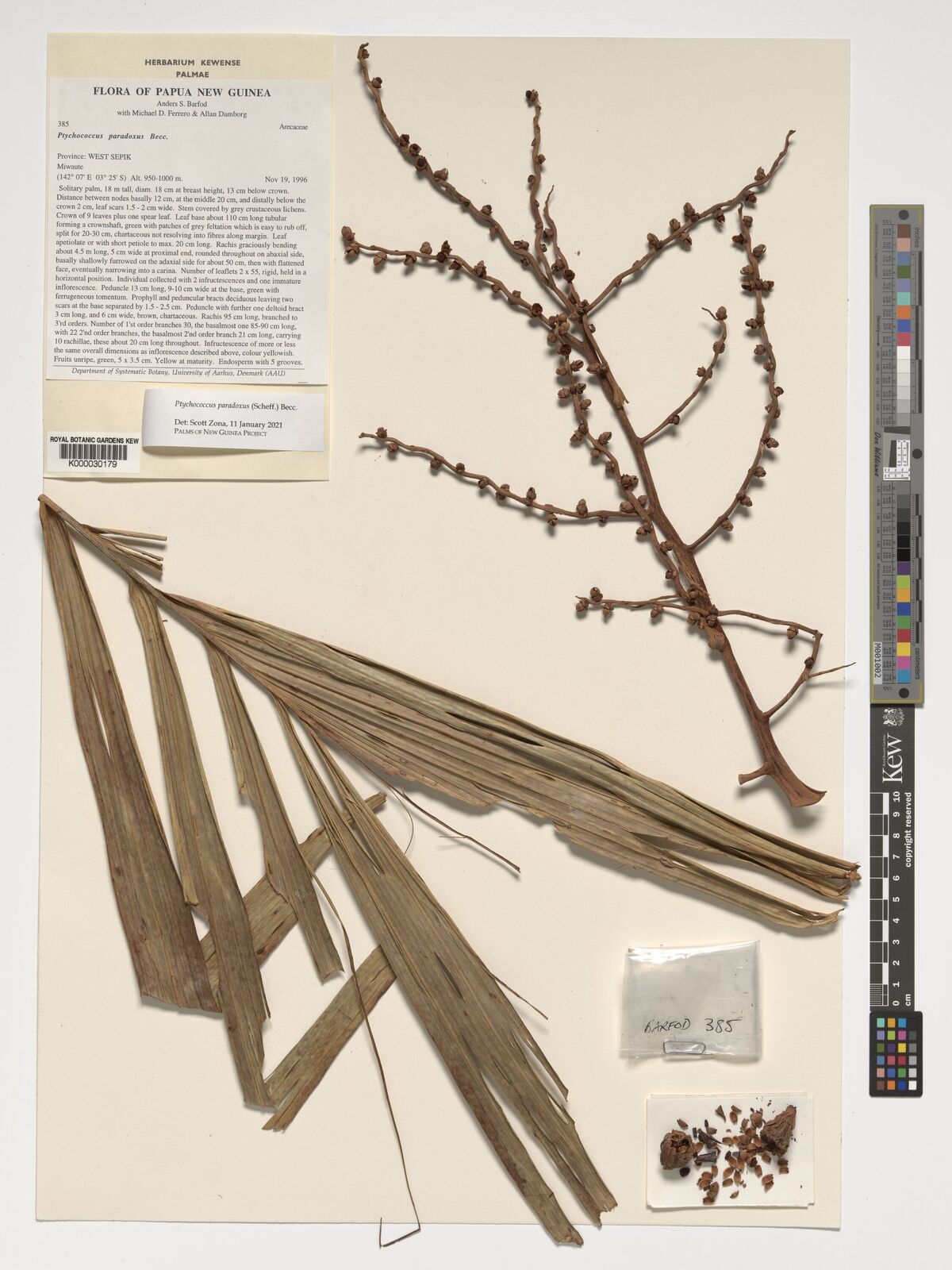 Ptychococcus paradoxus (Scheff.) Becc. | Plants of the World Online ...