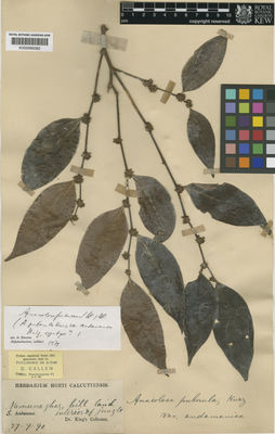 Kew Gardens K000685082:  King (Dr.)'s Collector [s.n.] India