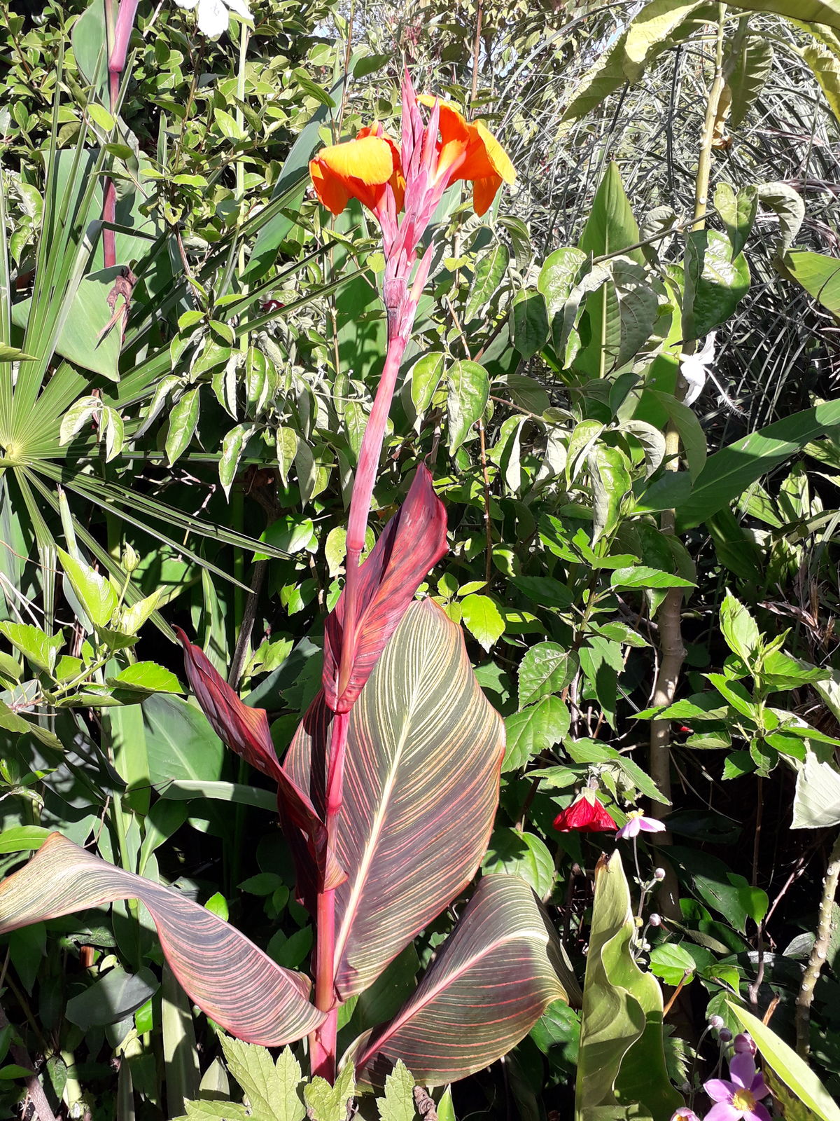 Canna × hybrida Rodigas | Plants of the World Online | Kew Science