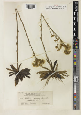 Kew Gardens K001067113:  Small, J.K.; Small, J.W.; DeWinkeler, J.B. [s.n.] United States