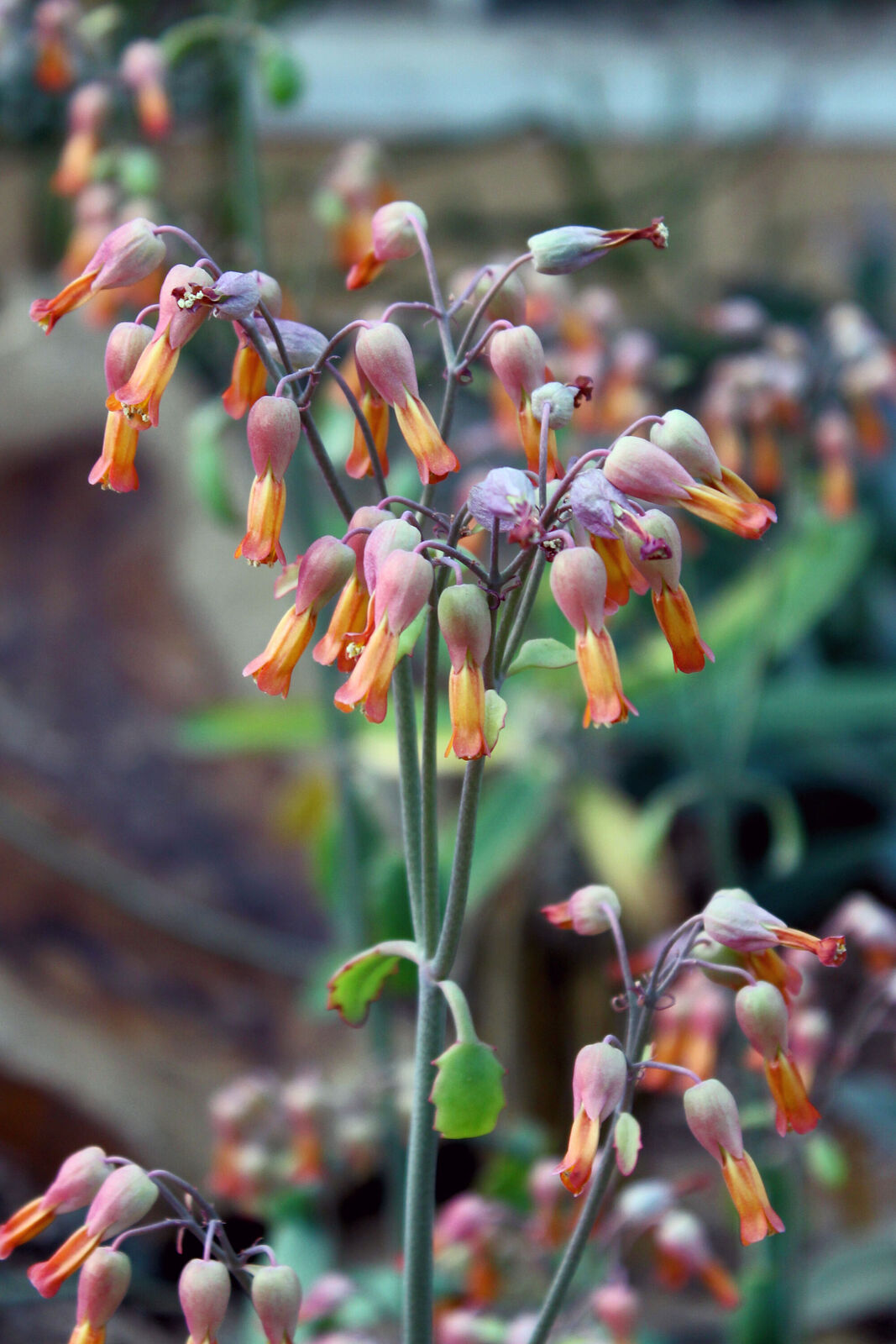 Kalanchoe laxiflora