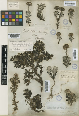 Kew Gardens K000534373:  s.coll. [43] Chile