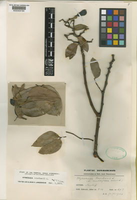 Kew Gardens K000404184:  s.coll. [5917 (herb. no.)] Suriname