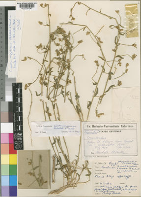 Kew Gardens K000097347:  Abdulla, M. [s.n.] Egypt