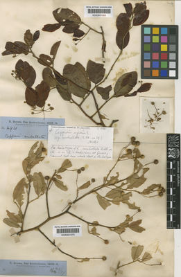 Kew Gardens K000651070:  Brown, R. [s.n.] Australia