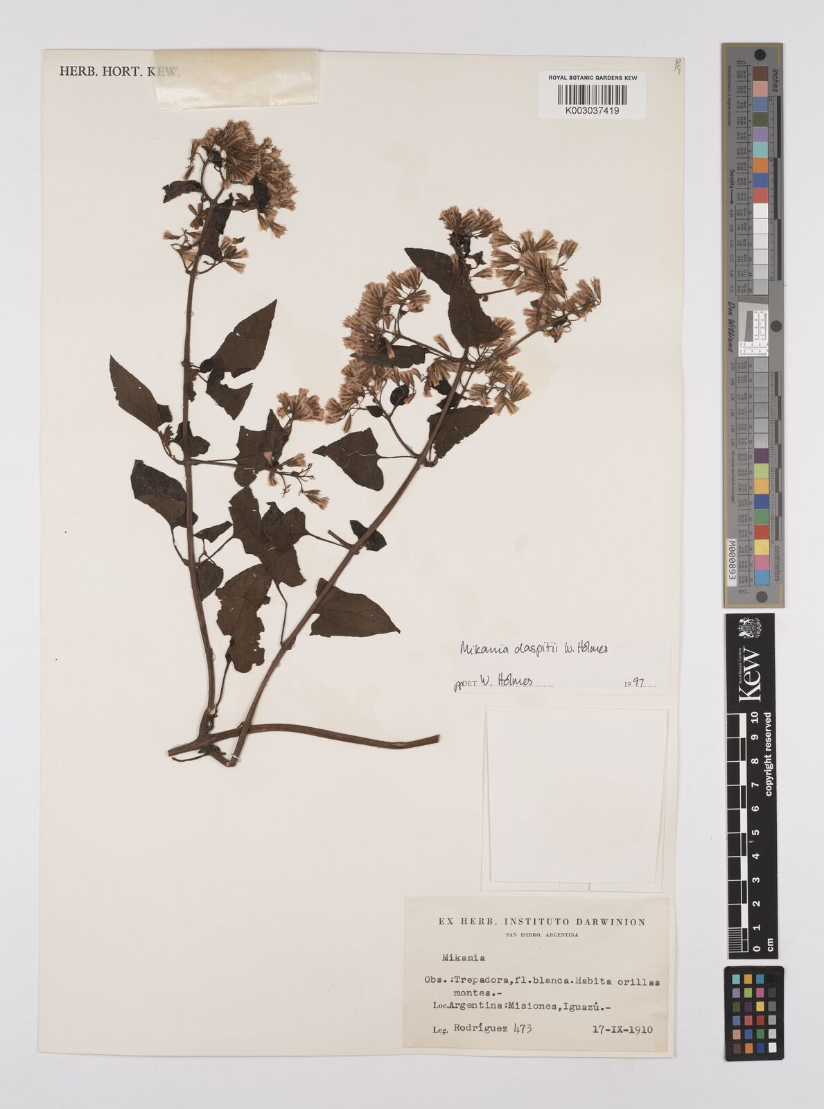 Mikania daspitii W.C.Holmes & McDaniel | Plants of the World Online ...