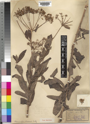 Kew Gardens K000312975:  J.K. [2490] Congo, Republic of the