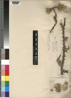 Kew Gardens K000418471:  Reuter [s.n.] Algeria