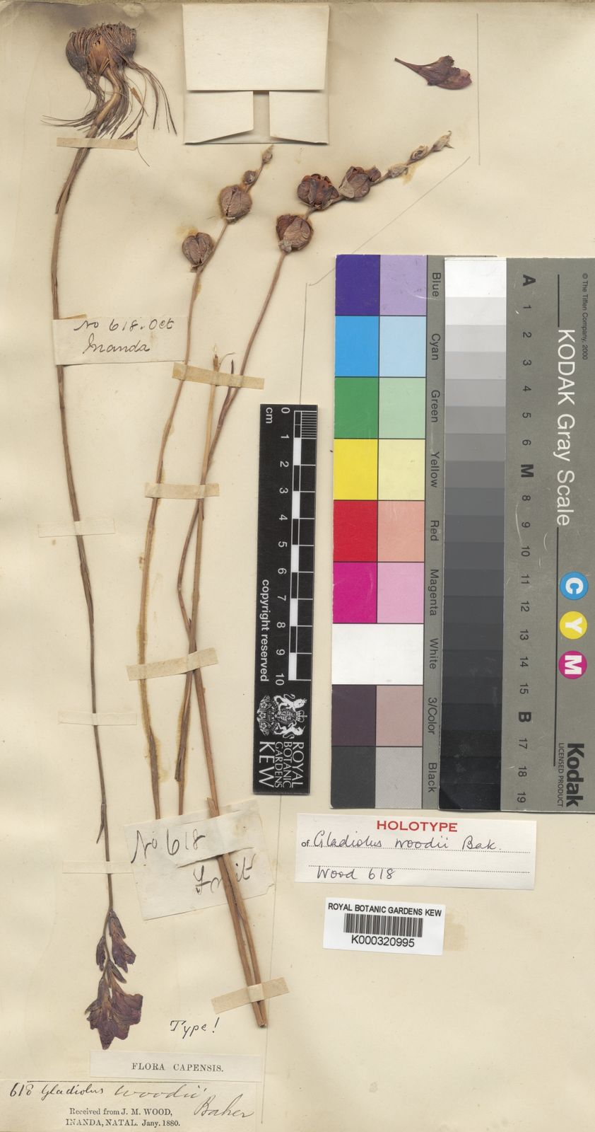 Gladiolus woodii Baker | Plants of the World Online | Kew Science