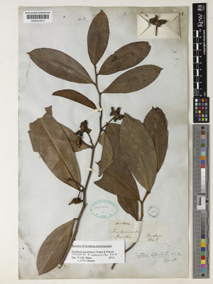 Kew Gardens K000543573:  Purdie [s.n.] Colombia