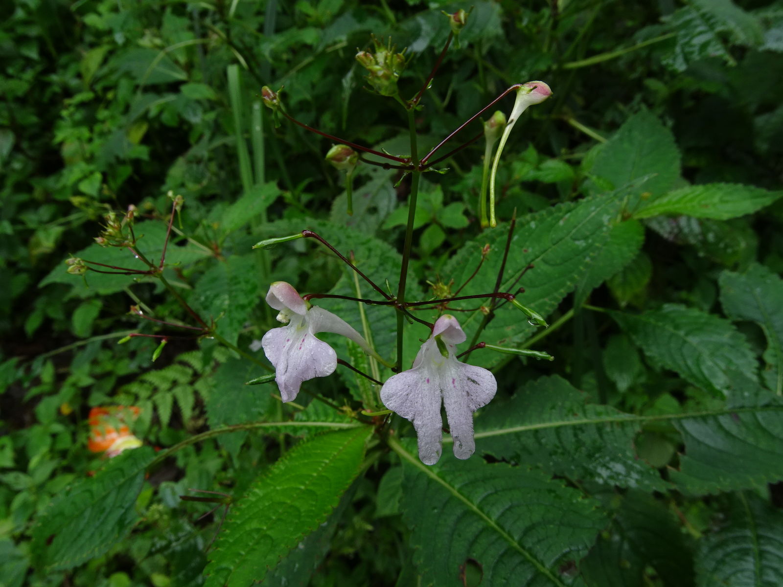 Impatiens graciliflora Hook.f. | Plants of the World Online | Kew Science