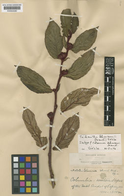 Kew Gardens K000644080:  s.coll. [6063] Colombia