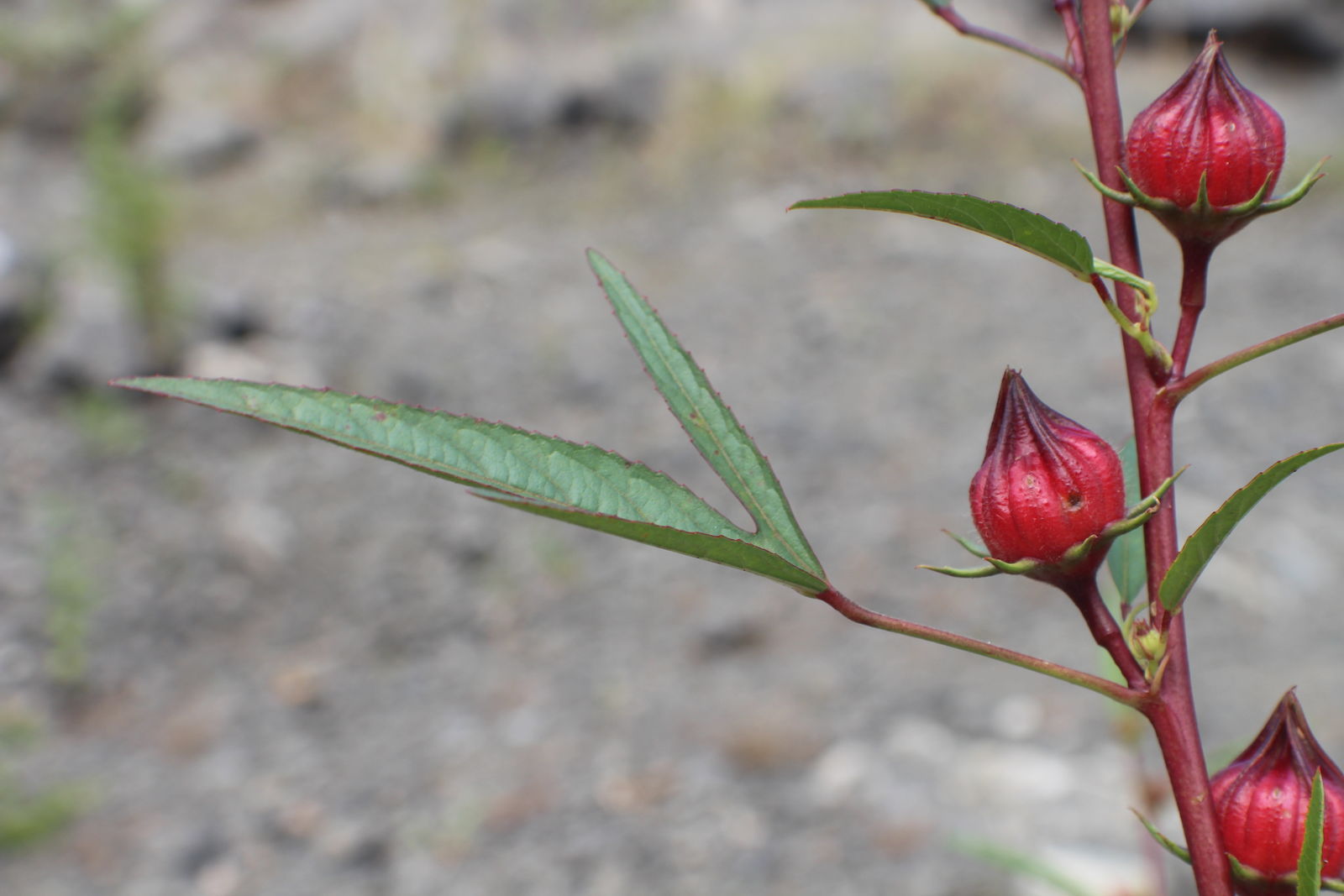 hibiscus sabdariffa l. | plants of the world online | kew science