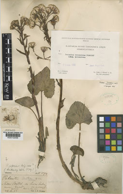 Kew Gardens K000102459:  Duthie, J.F. [11594] India