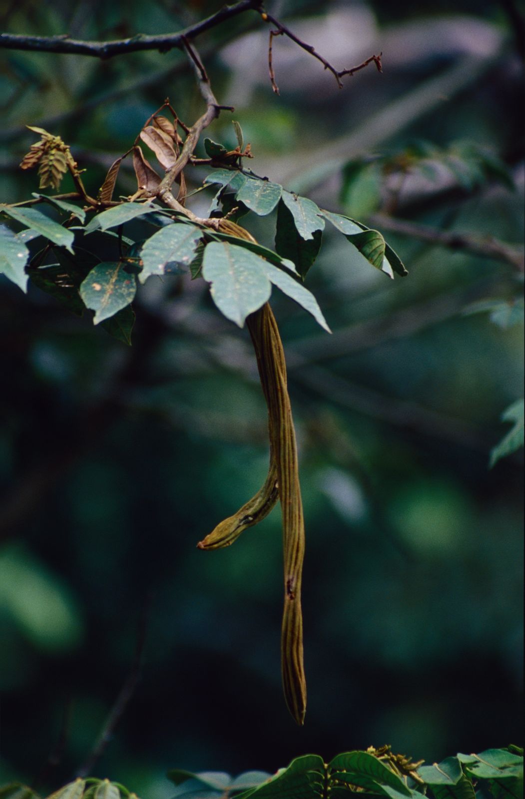 © copyright of the Board of Trustees of the Royal Botanic Gardens, Kew.