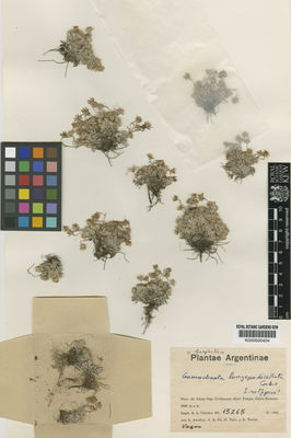 Kew Gardens K000500404:  Cabrera, A.L.; Ancibor, E.; Ré, R.R.; Tello, H.; Torres, A. [15265] Argentina