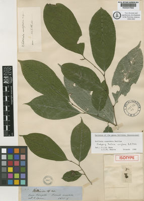 Kew Gardens K000047692:  Spurce, R. [s.n.] Peru