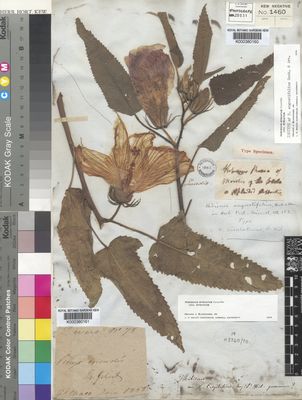 Kew Gardens K000380160:  Tweedie [s.n.] Argentina