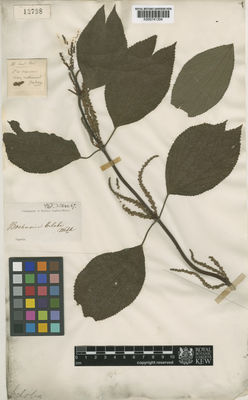 Kew Gardens K000741304:  s.coll. [12798] Japan