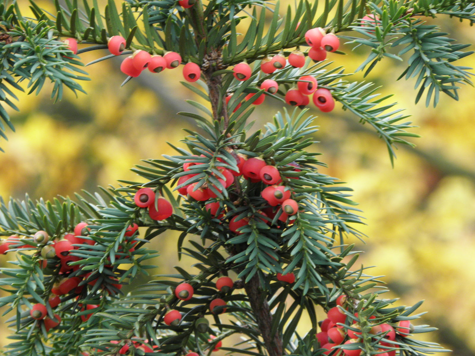 taxus baccata l. | plants of the world online | kew science