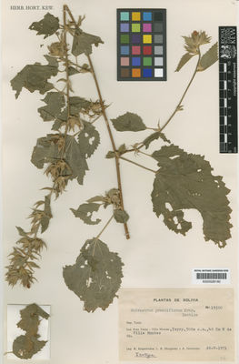 Kew Gardens K000528160:  Krapovickas, A.; Mroginski, L.A.; Fernández, A. [19300] Bolivia