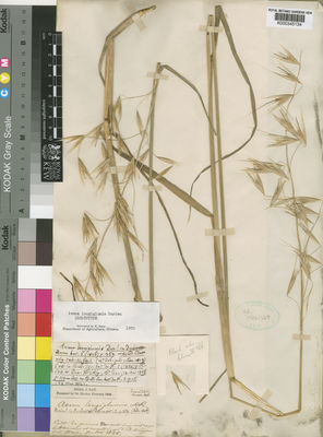 Kew Gardens K000345134:  Durier [s.n.] Algeria