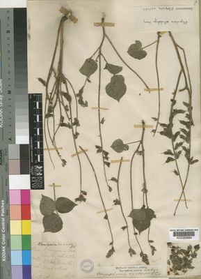 Kew Gardens K000263684:  Rothschild [s.n.] Ethiopia