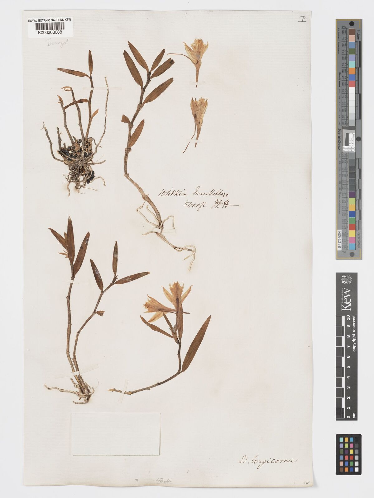 Kew Gardens K000363088:  Hooker, J.D. [10] India
