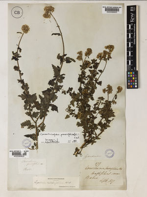 Kew Gardens K000069922:  s.coll. [s.n.] Brazil