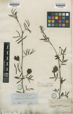 Kew Gardens K000535287:  Collao [s.n.]