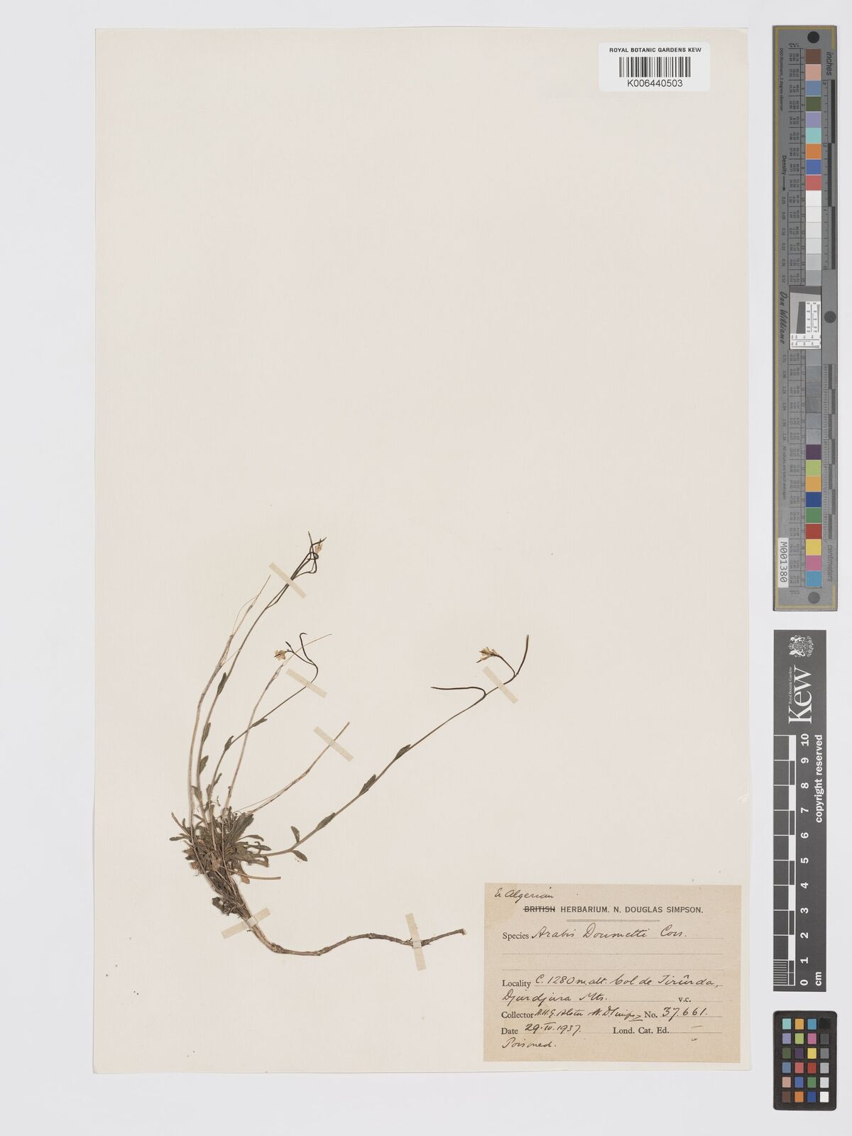Coss Tree Arabis doumetii Coss. | Plants of the World Online | Kew Science