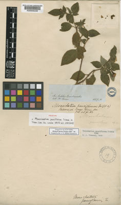 Kew Gardens K000006338:  Spruce, R. [s.n.] Ecuador