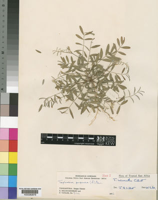 Kew Gardens K000262679:  Milne-Redhead, E.; Taylor, P. [9122] Tanzania