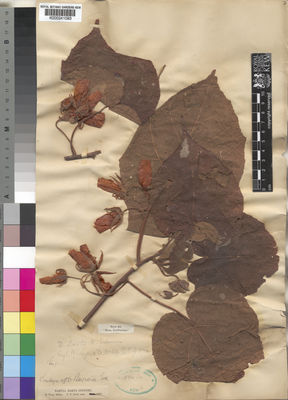 Kew Gardens K000241093:  Last, J., T. [s.n.] Mozambique