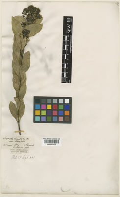 Kew Gardens K000883459:  Maxwell, G.; Mueller, F.J.H., von [s.n.] Australia