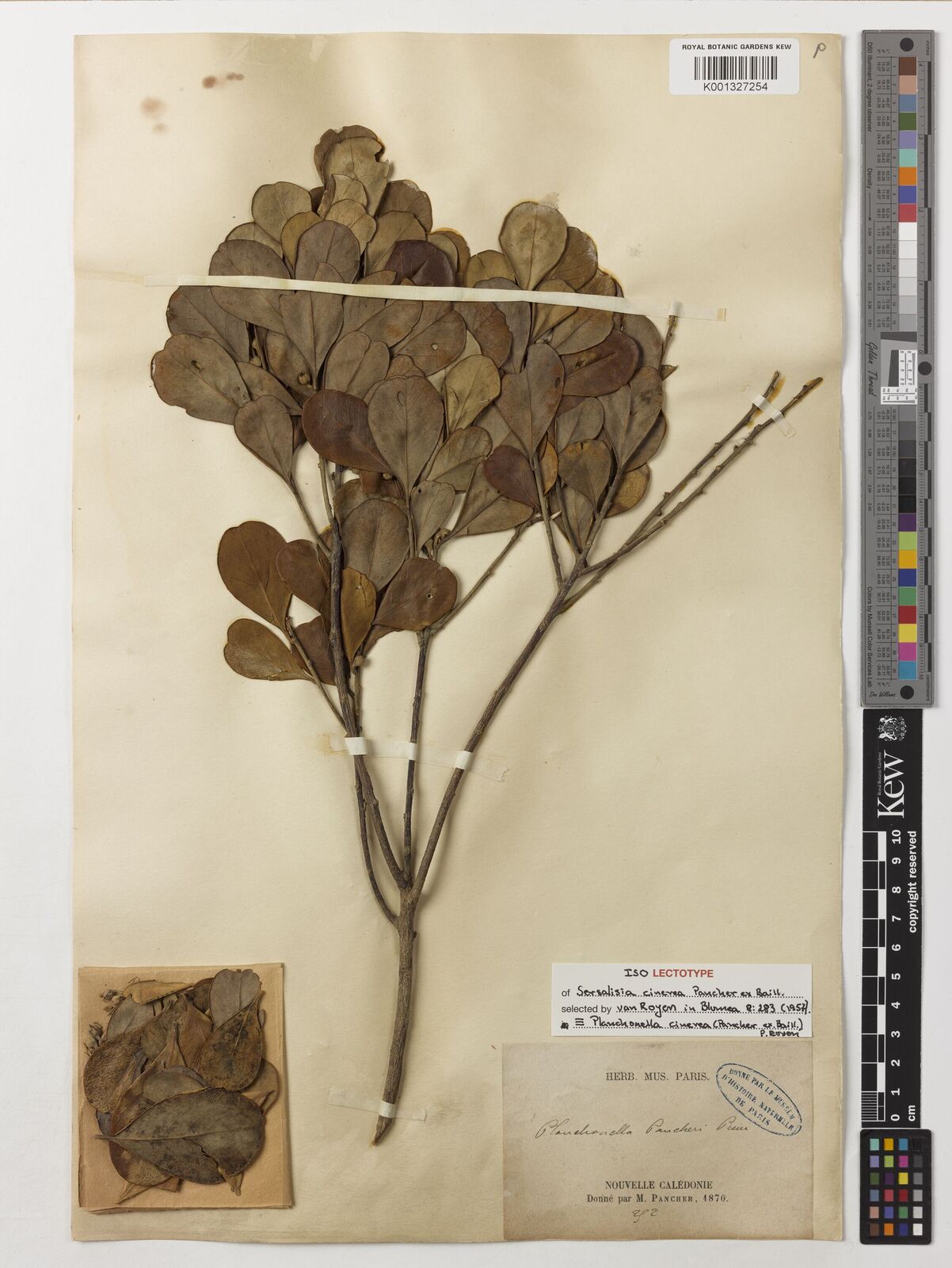 Kew Gardens K001327254:  Pancher, M. [252] New Caledonia