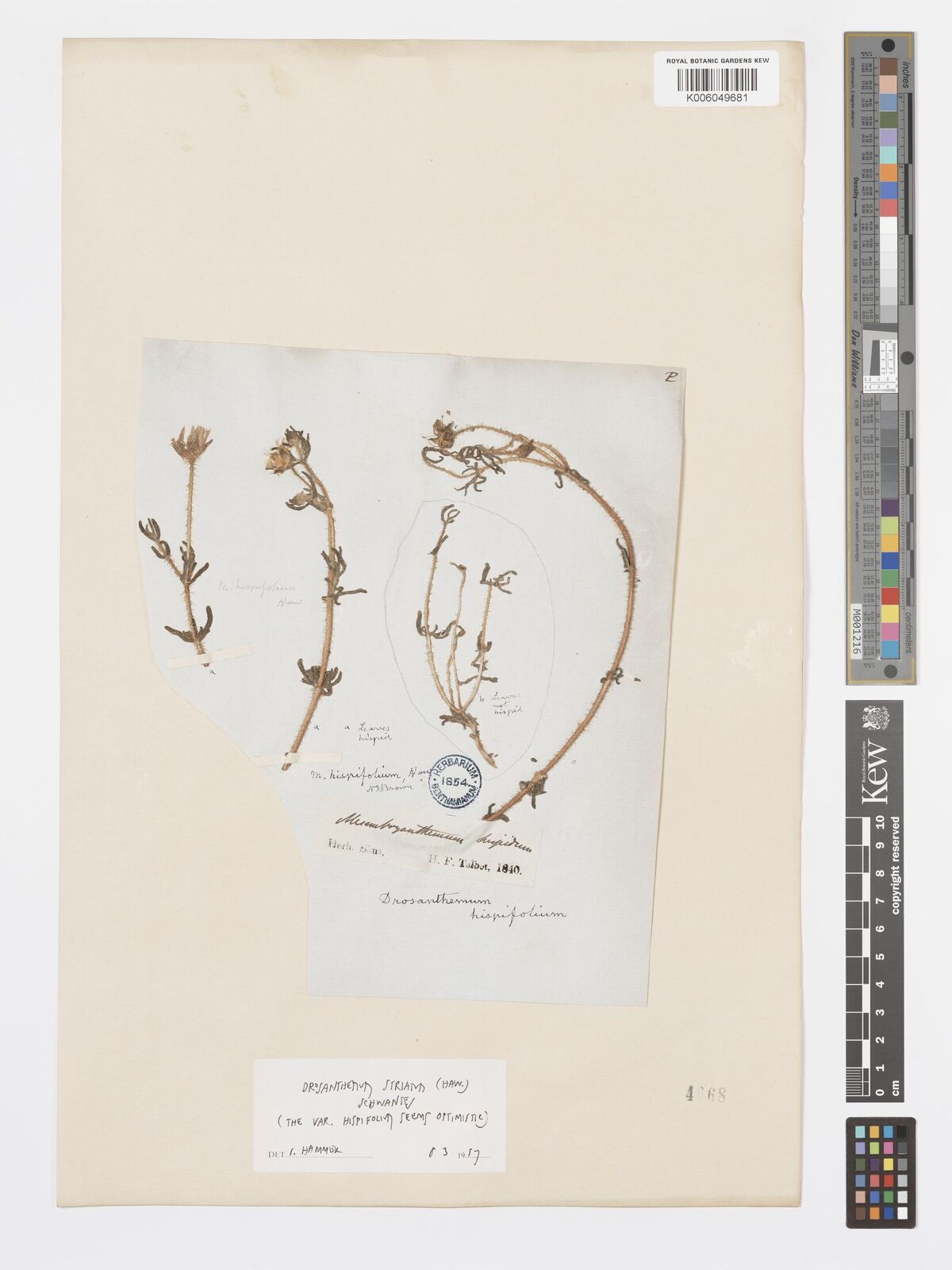 Drosanthemum striatum
