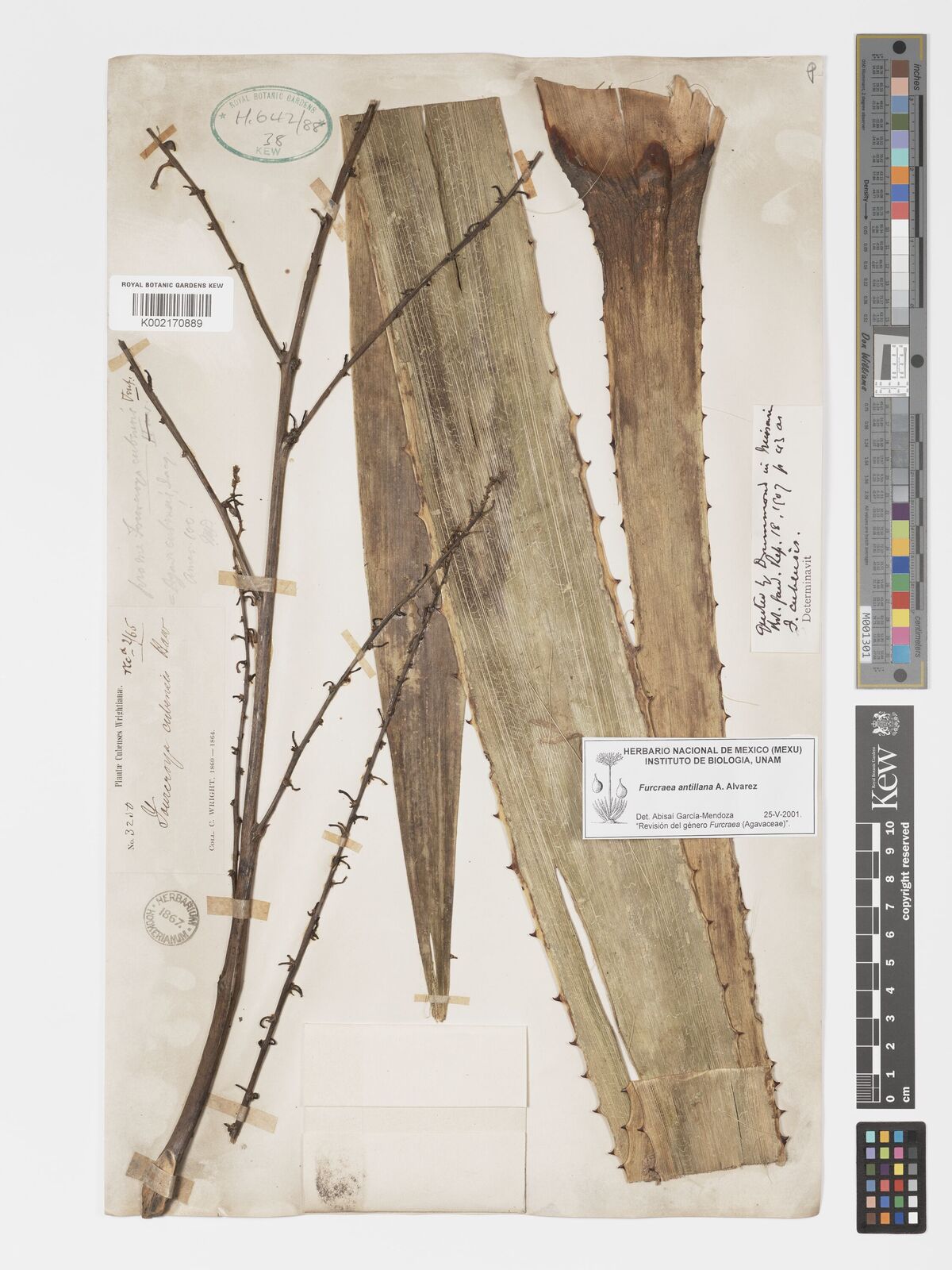 Furcraea antillana