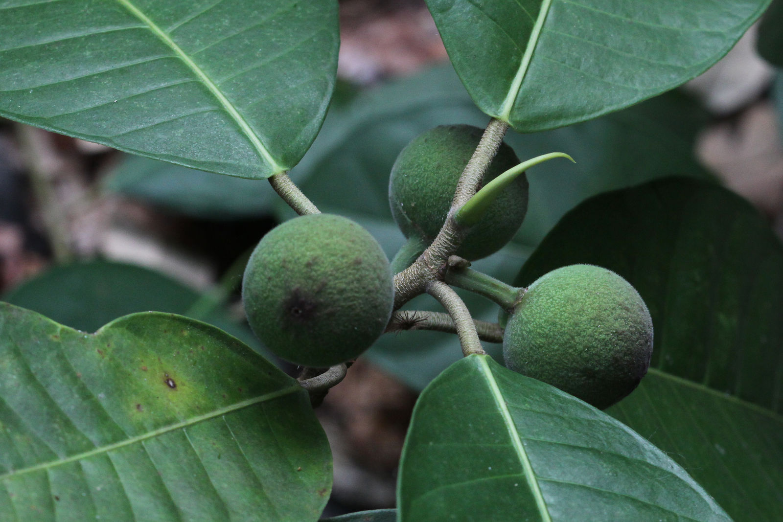 Ficus maxima Mill. | Colombian Plants made accessible