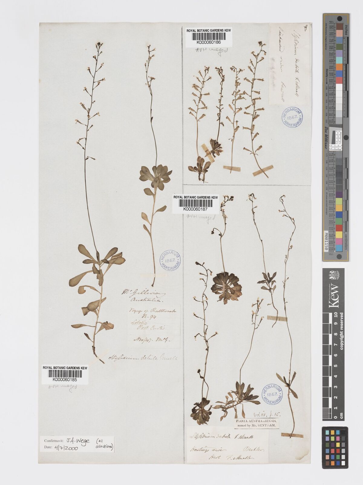 Kew Gardens K000060187:  Beckler [s.n.] Australia