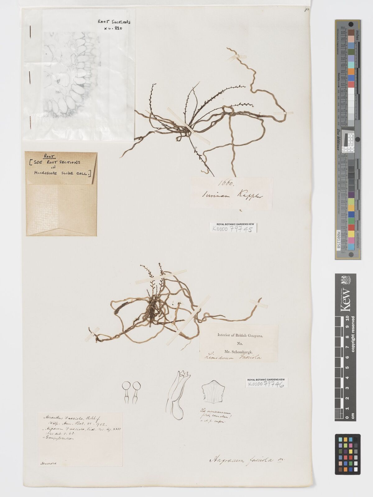 Kew Gardens K000079745:  Kappler [s.n.] Suriname