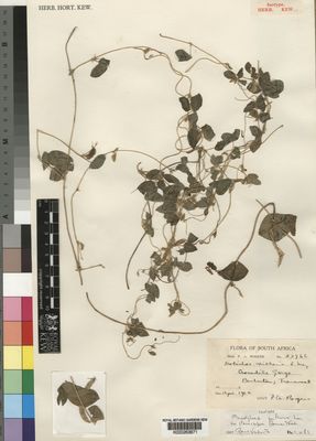 Kew Gardens K000263671:  Rogers, F., A. [23966] South Africa