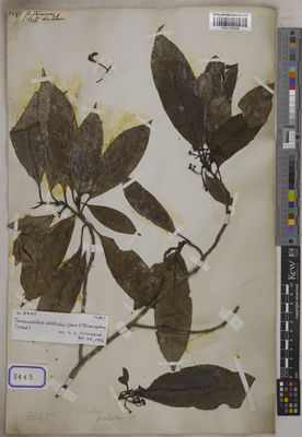 Kew Gardens K001125532:  De Silva, F. [Cat. no. 8445]