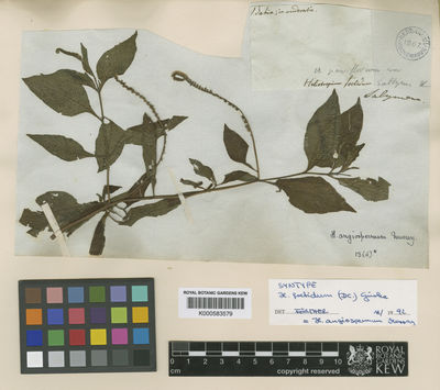 Kew Gardens K000583579:  Salzmann [s.n.] Brazil