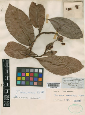 Kew Gardens K000687306:  Damel, E. [s.n.] Australia